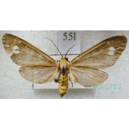 Dysauxes ancilla (Linnaeus, 1767) Oblaczek ancylek Czech55l